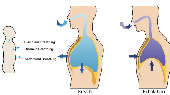 clavicular breathing